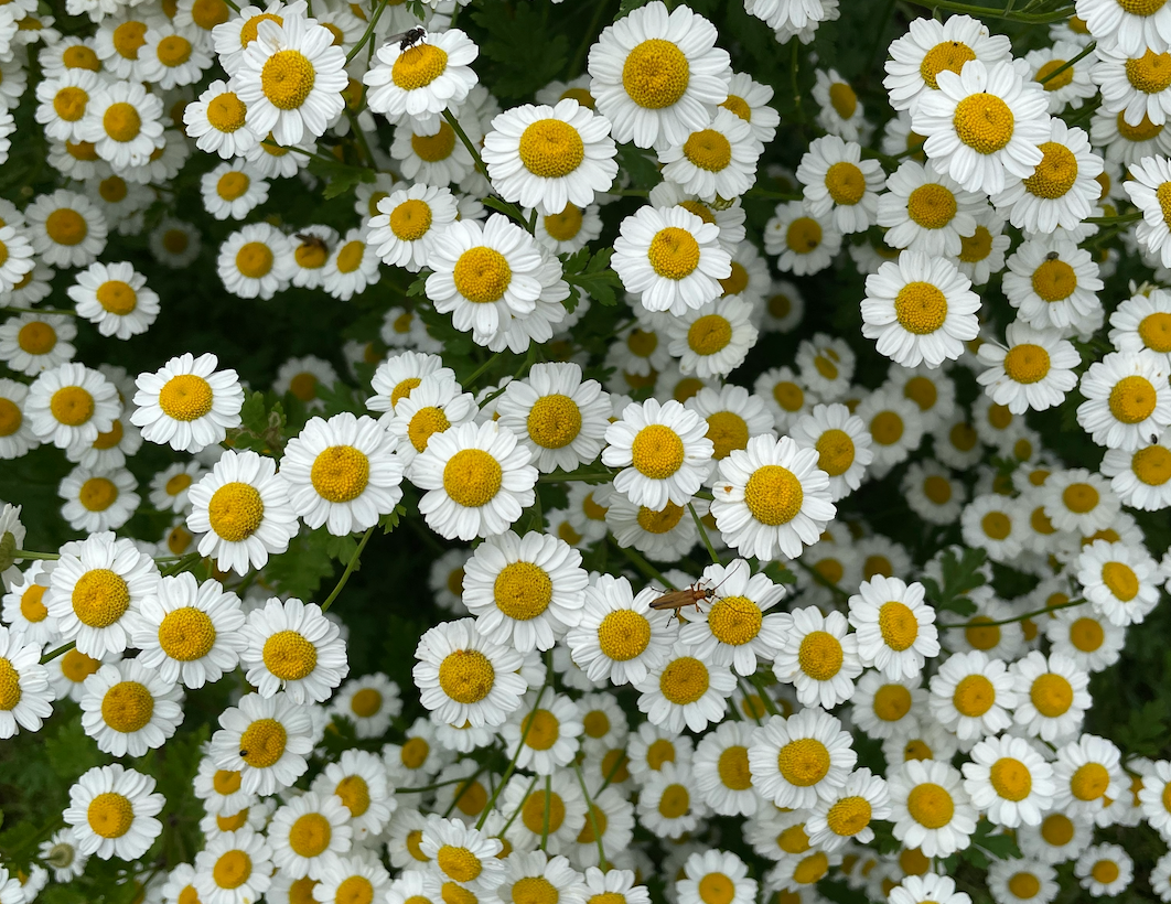 Soothing Chamomile